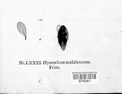 Lophodermium melaleucum image